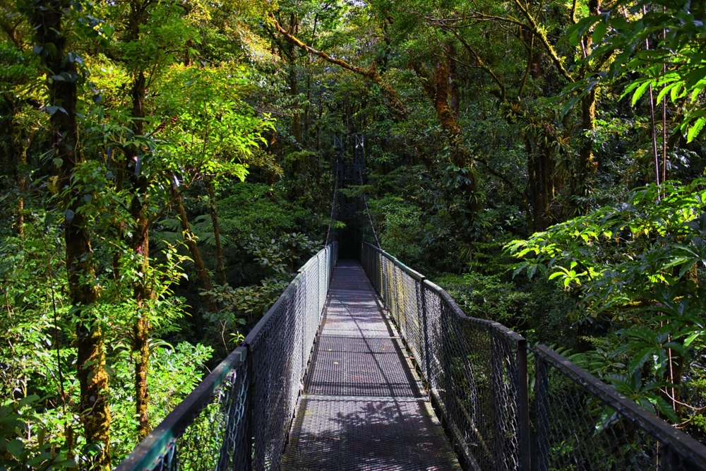 Hängbro bland trädkronorna i molnskogen i Monteverde