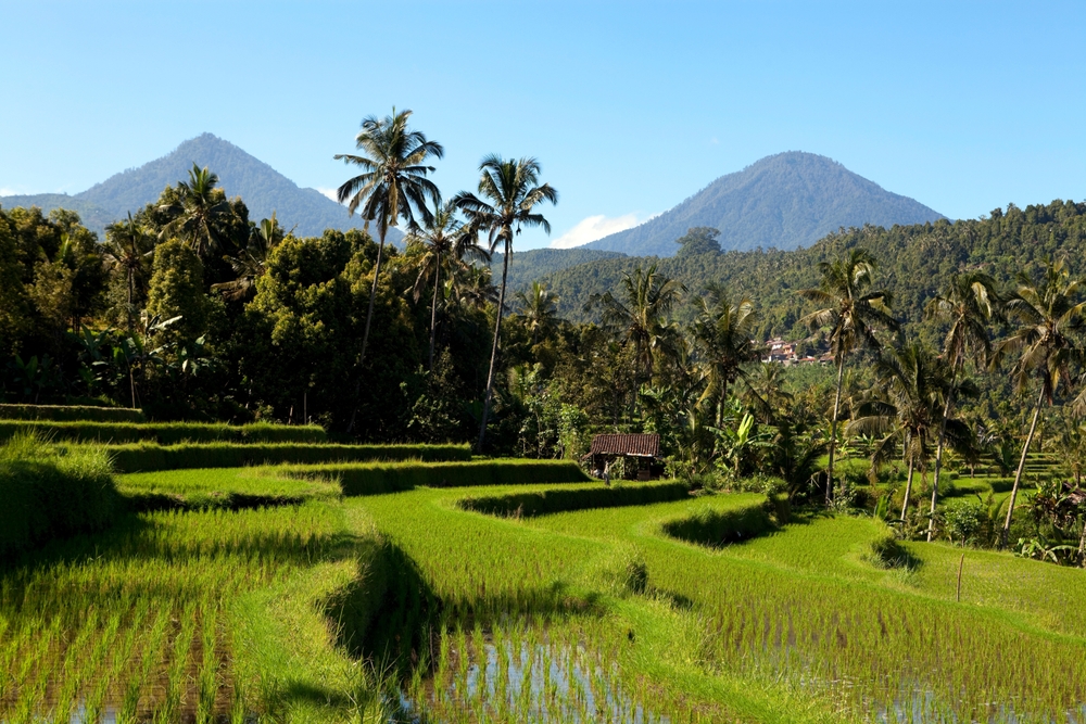 Jatiluwihs risterrasser på Bali