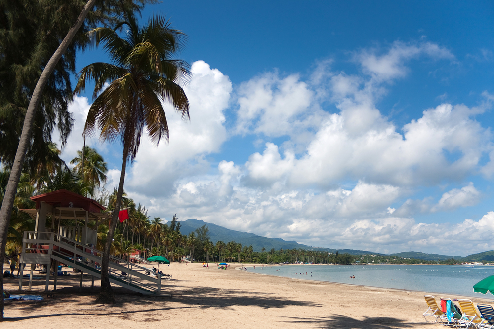 Palmer längs stranden i Luquillo på Puerto Rico