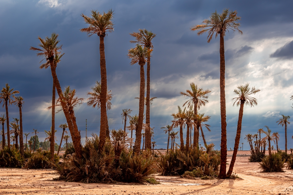 Palmlunden Palmeraie utanför Marrakech