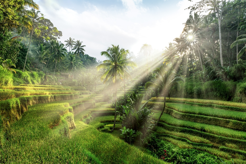 Risterrasserna i Tegalalang vid Ubud på Bali