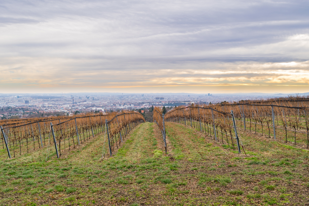 Utsikt från Kahlenberg över Wiens vinodlingar
