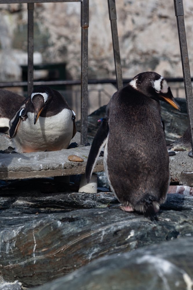 Åsnepingviner i Akvariet i Bergen