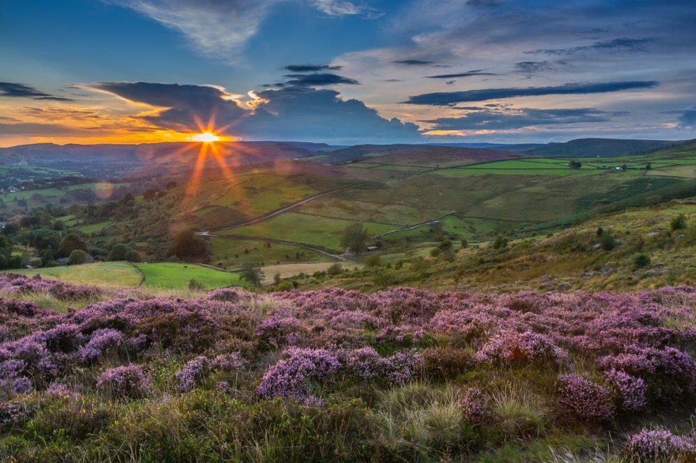 Blommande ljung på Stanage Edge med utsikt över Hope Valley vid Hathersage