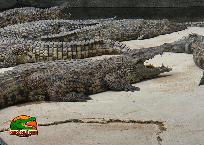 crocodile park málaga