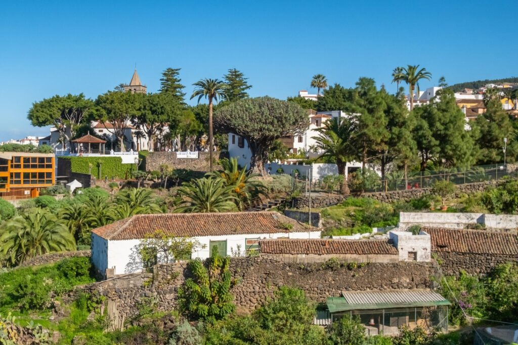 Drakblodsträdet Drago Milenario i Icod de los Vinos med Teide i bakgrunden