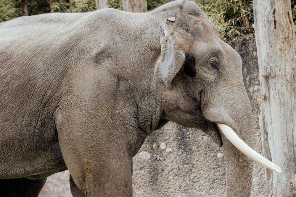 Elefant i elefantparken Kaeng Krachan på Zoo Zürich