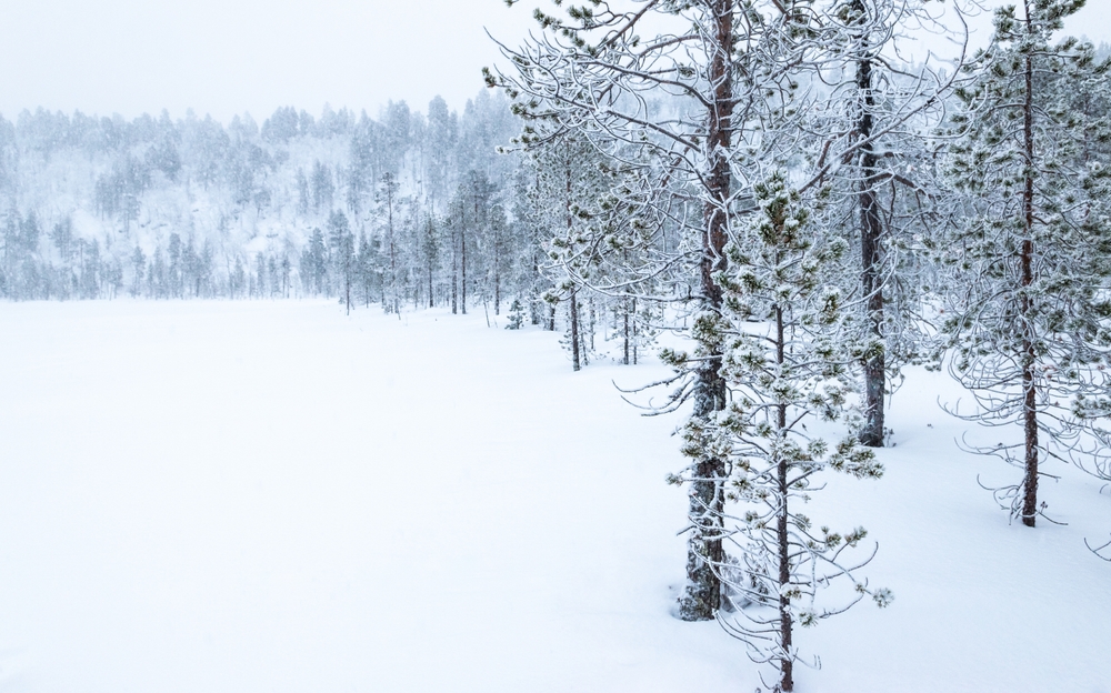 Snötäckta träd vid sjön Inarijärvi vid Inari på vintern
