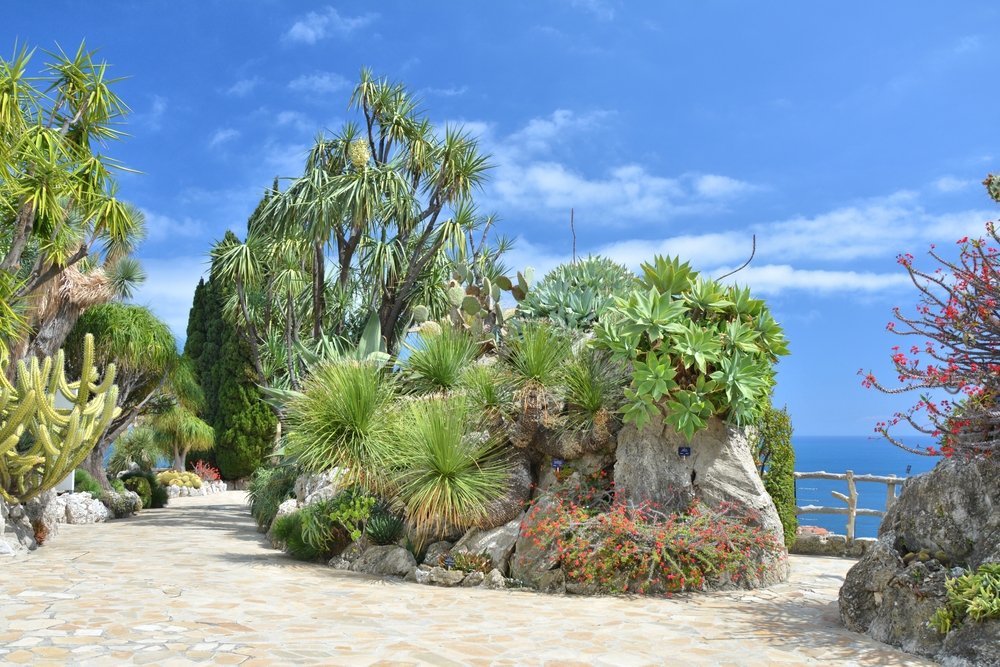 Kaktusar i Jardin Exotique med utsikt över Monaco