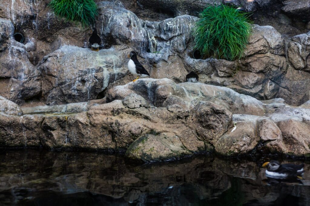 Pingviner i Loro Parque på Teneriffa