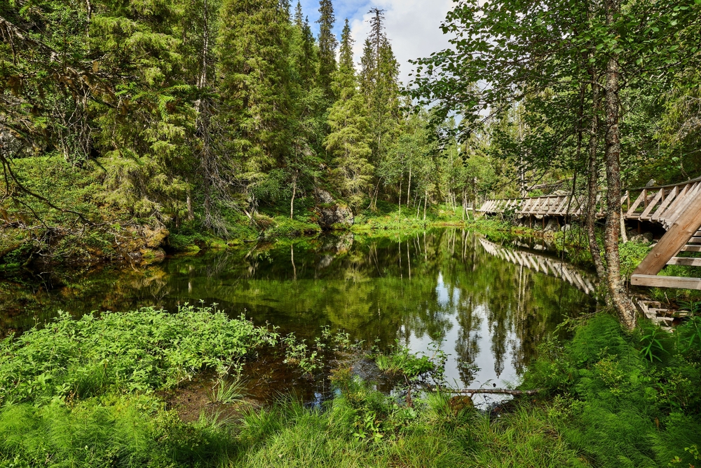 Naturen i Pyhä-Luosto nationalpark vid Luosto i Lappland