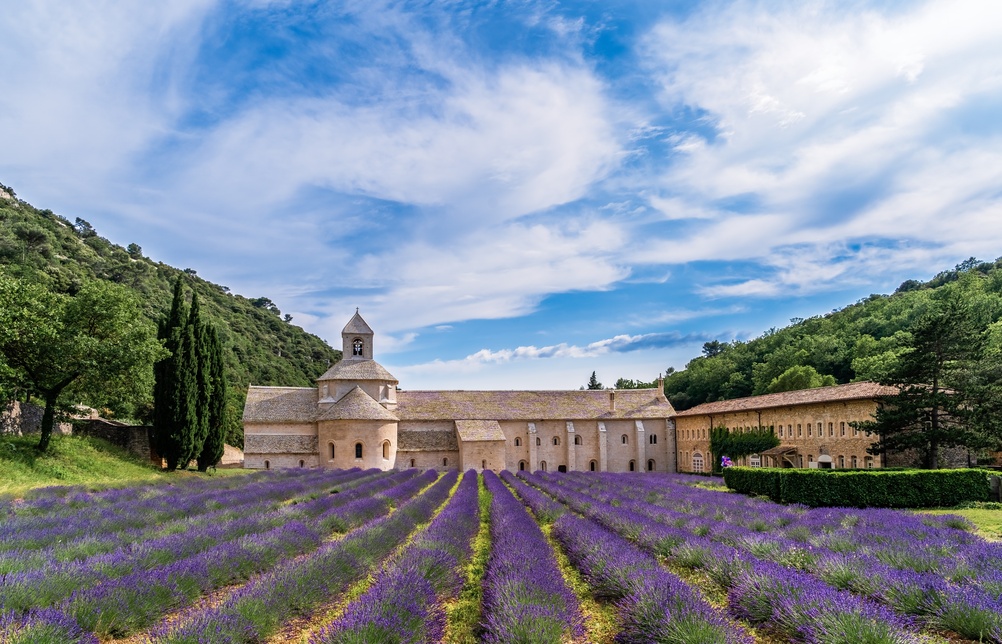 Blommande lavendelfält vid det historiska klostret Sénanque i Provence